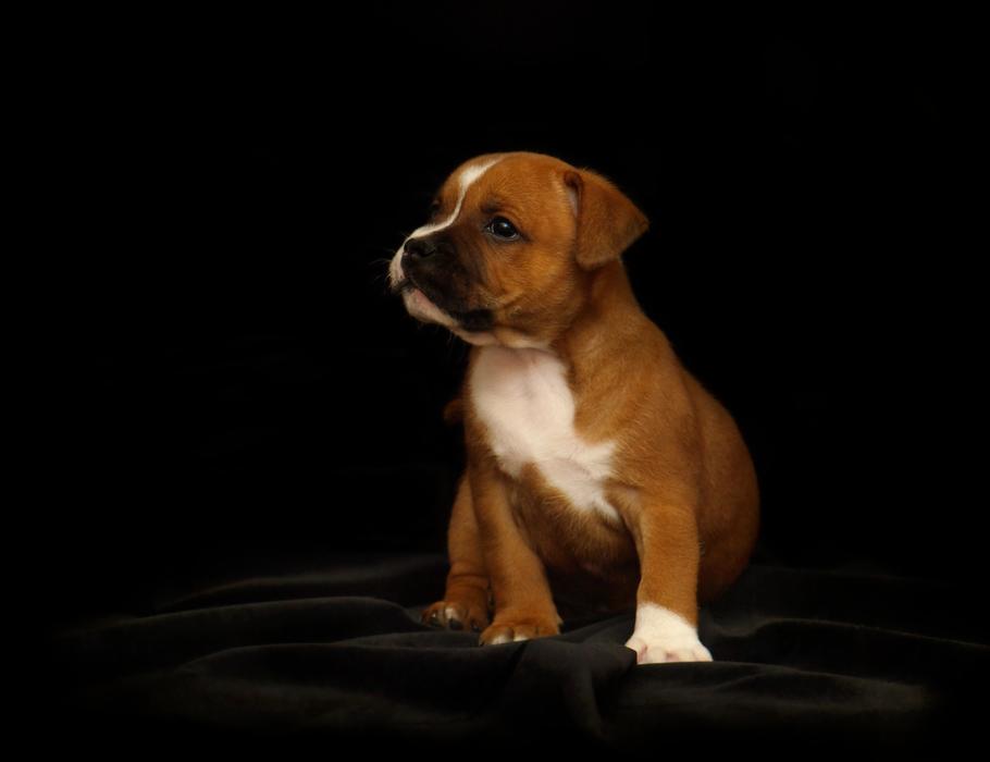 Puppy Staffordshire Bull Terrier