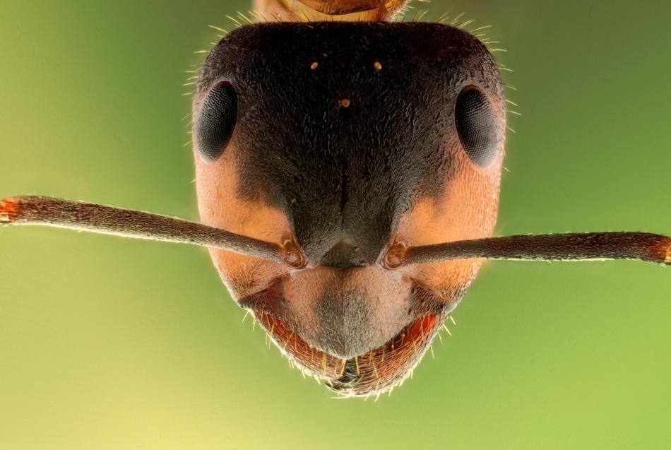 impressively beautiful Stack Ant