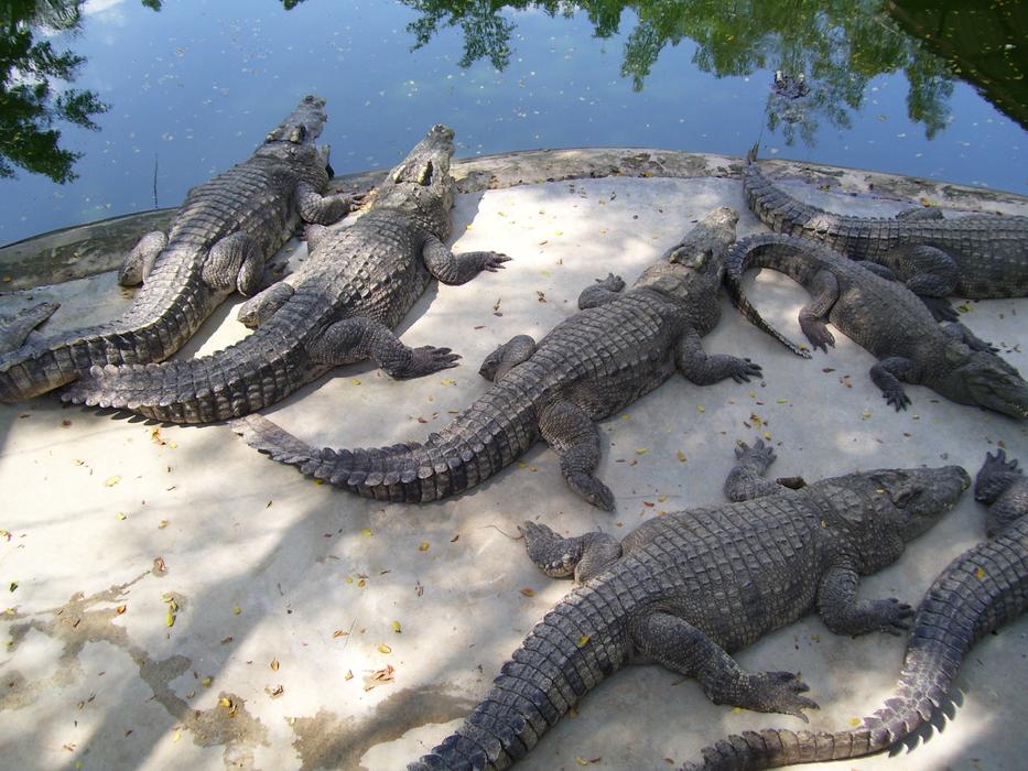 Crocodiles Animals The