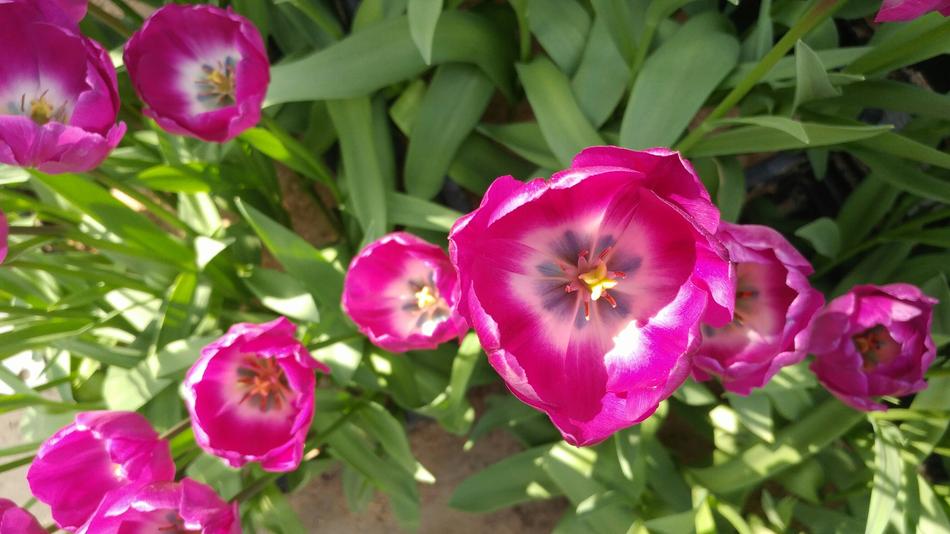 Tulip Spring Flowers Flower
