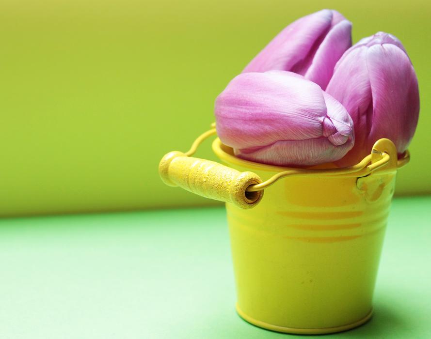 pink tulips buds in a bucket