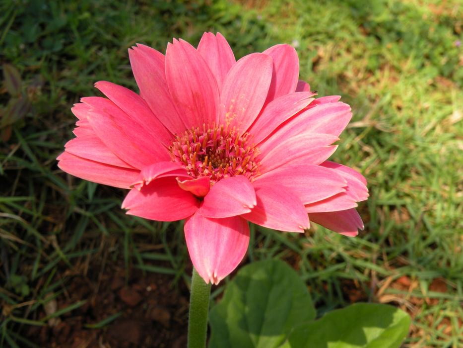 pink spring flower in the garden
