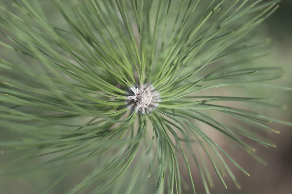 Close up of the needles on the branch