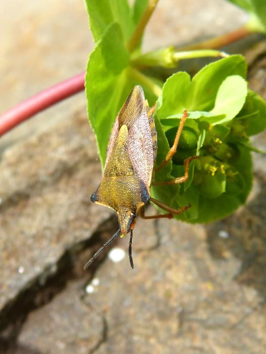 Pentatomid Dolycoris