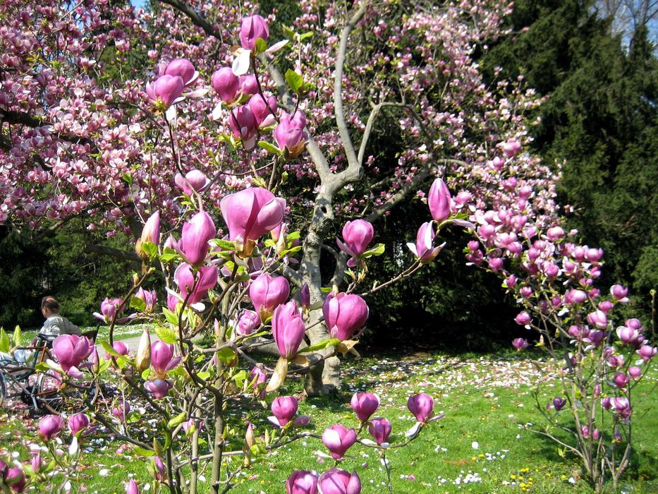spring magic blooming
