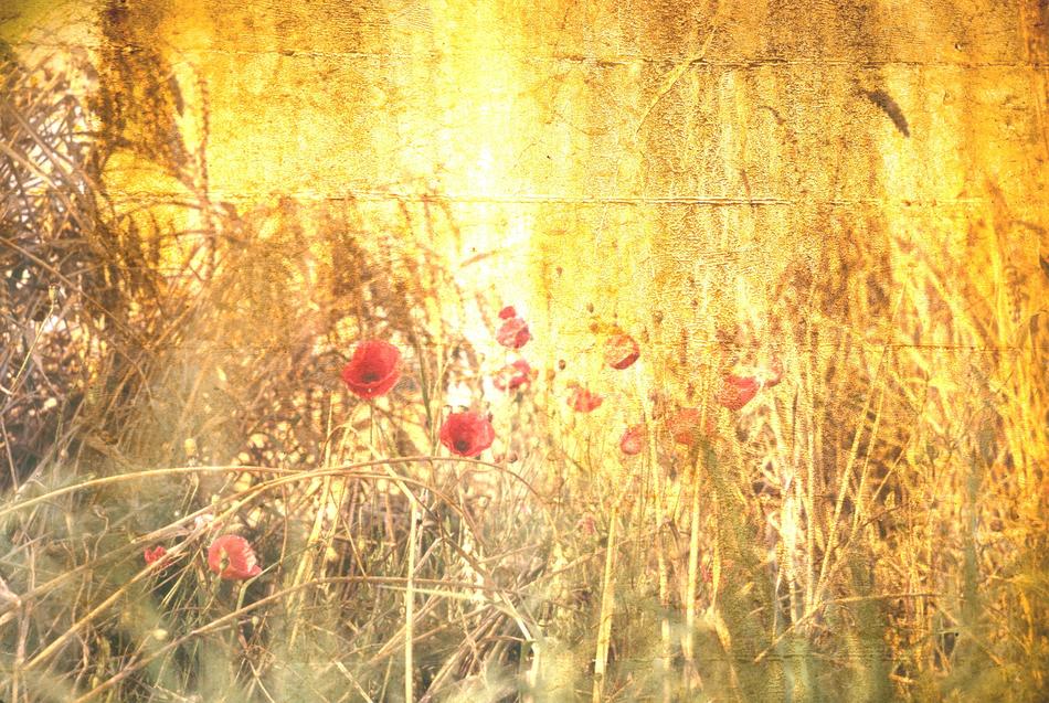 background scrapbooking poppies red gold