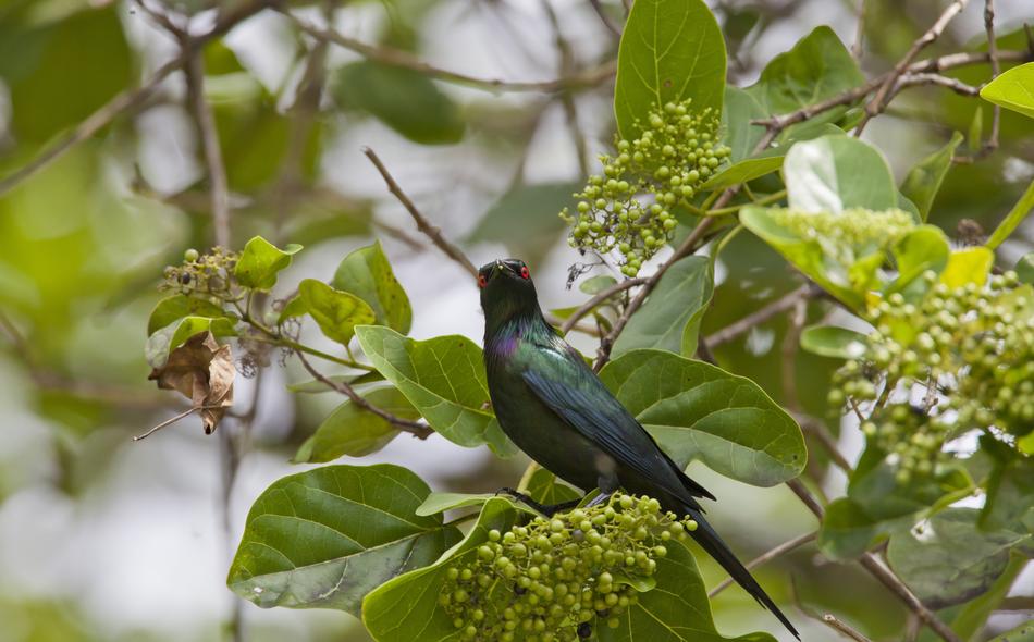 Aporonisu bird with red eyes