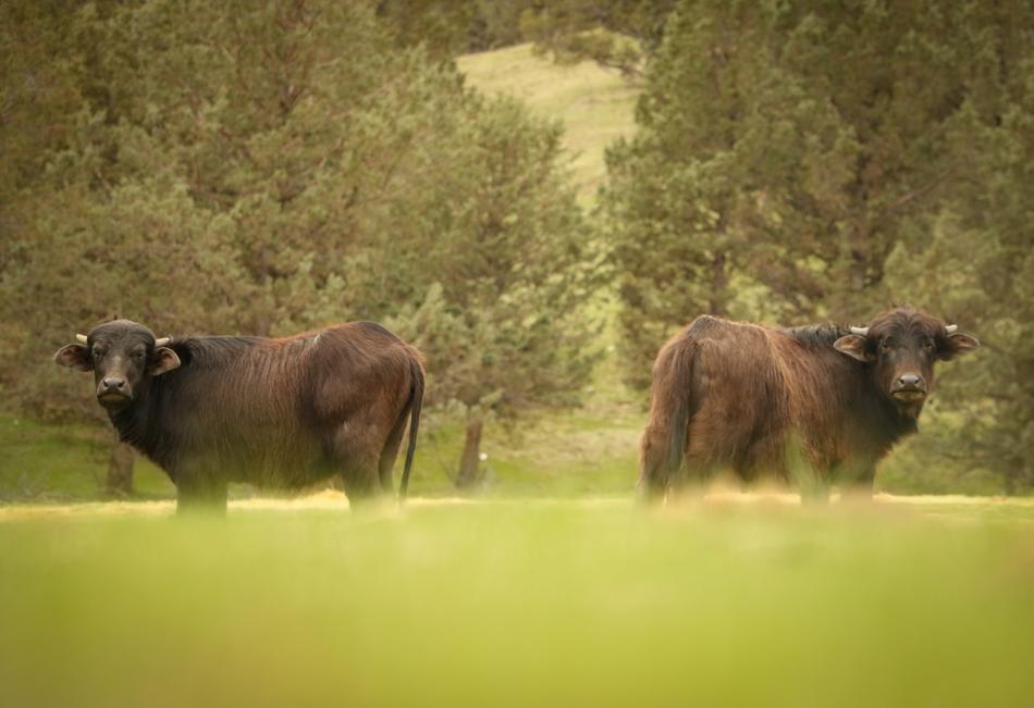 Hunting Water Buffalo
