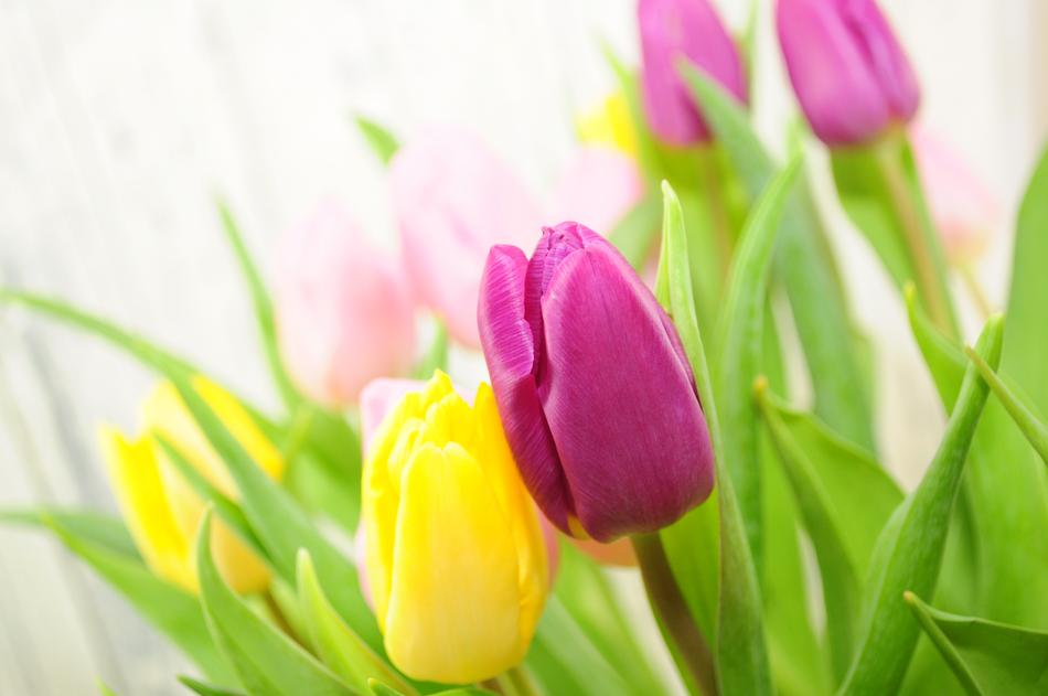 Tulips Flowers Yellow