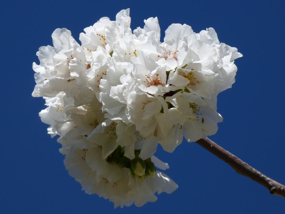 white gorgeous flower on a stick