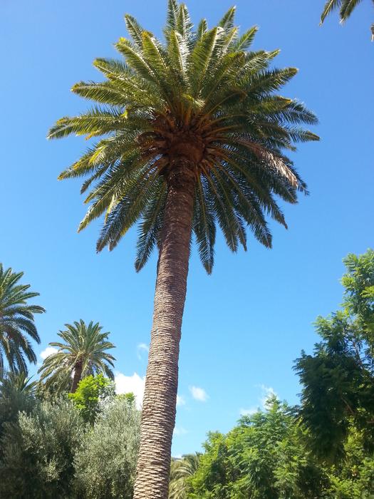 tropical beautiful palm