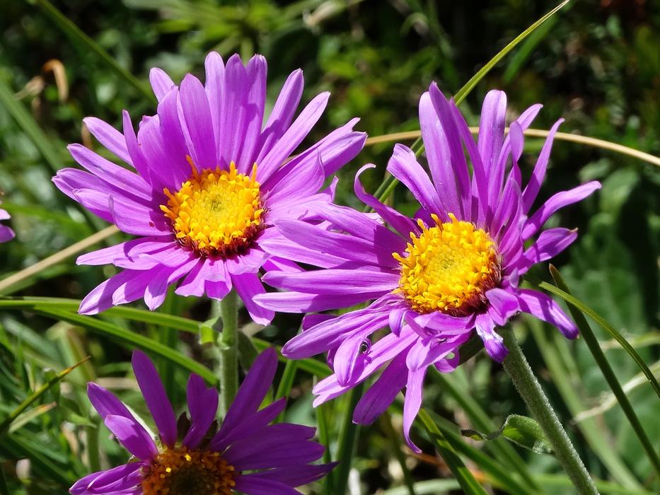 beautiful pink flowers close up
