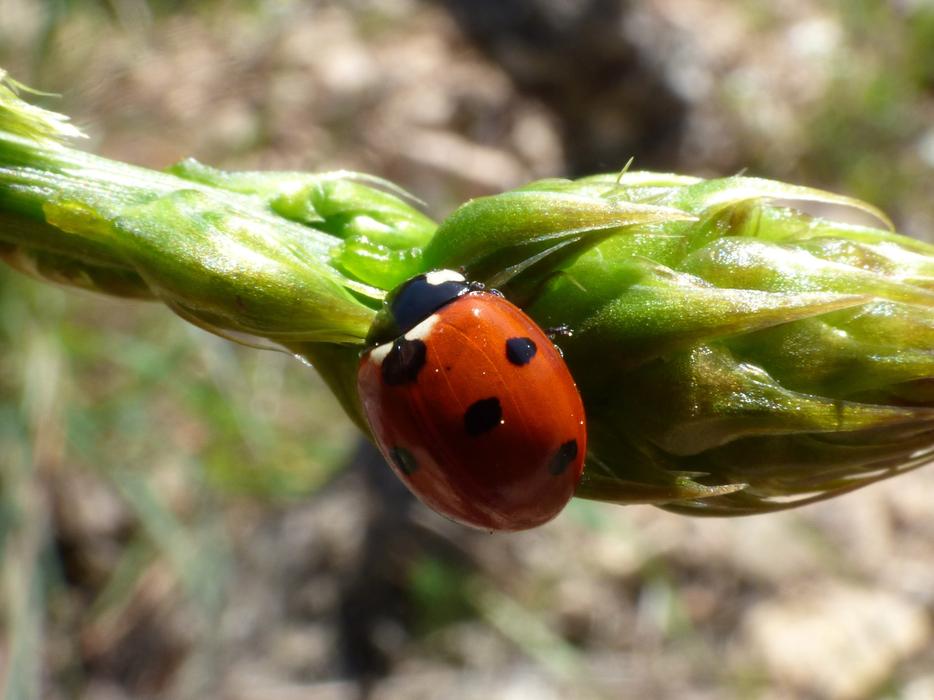 Ladybug on Asparagus sprout