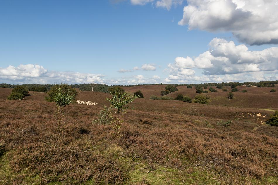Veluwe Heide Landscape