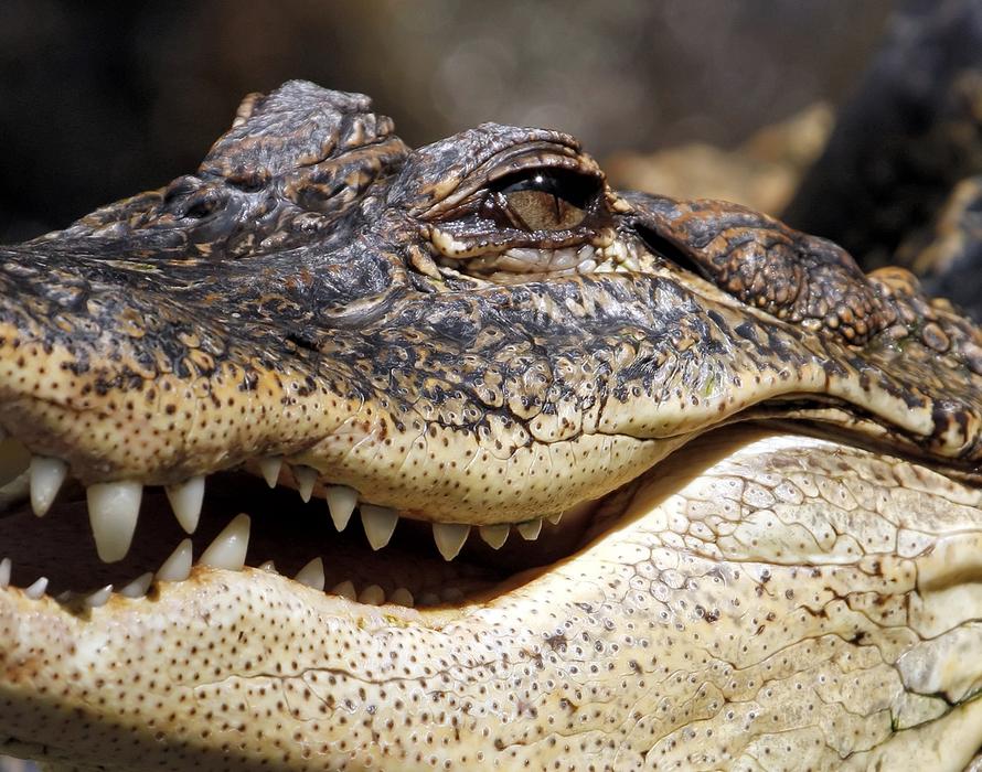 Alligator Crocodile Jaw