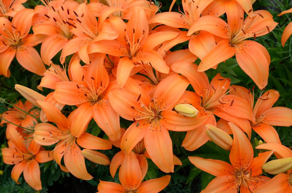 Lily Flowers Orange Beautiful