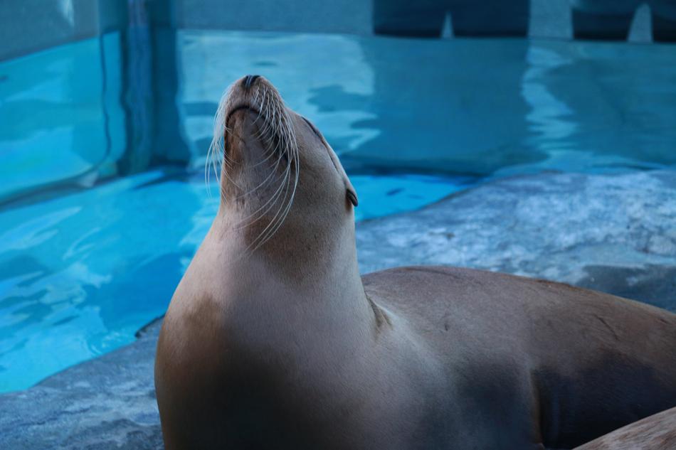 Fur Seal
