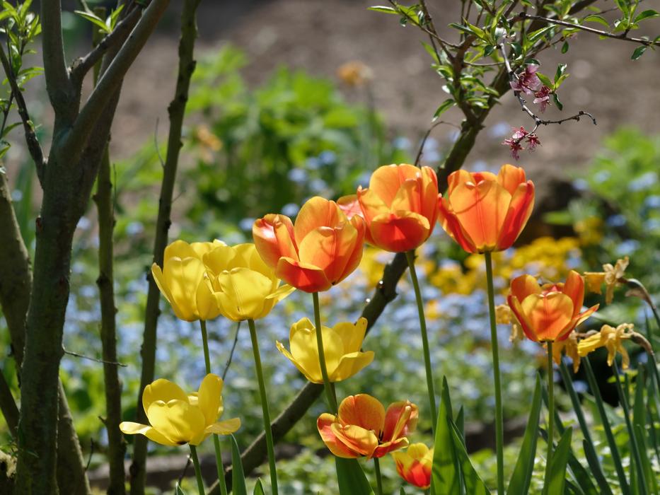 Tulips in the garden spring