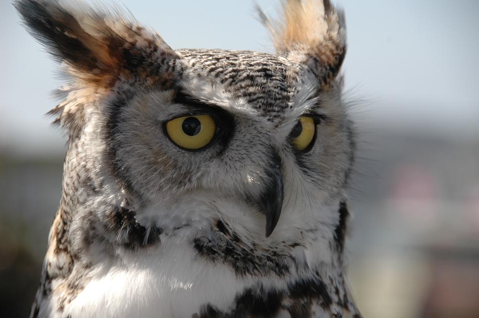 owl head on blurred background