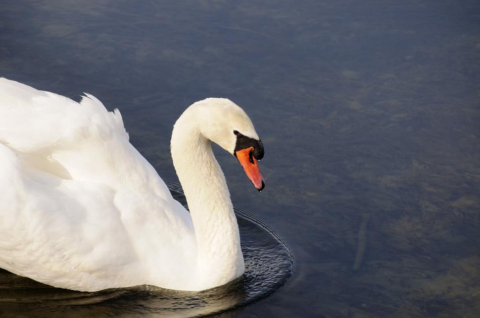amazing white Bird