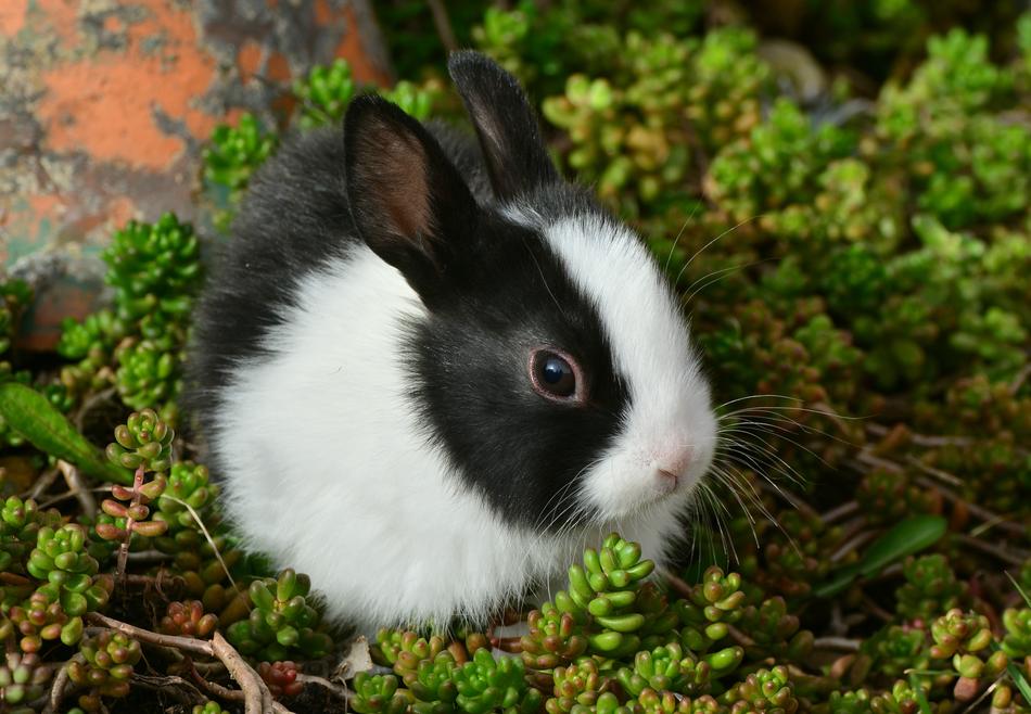 fabulous Bunny Cute