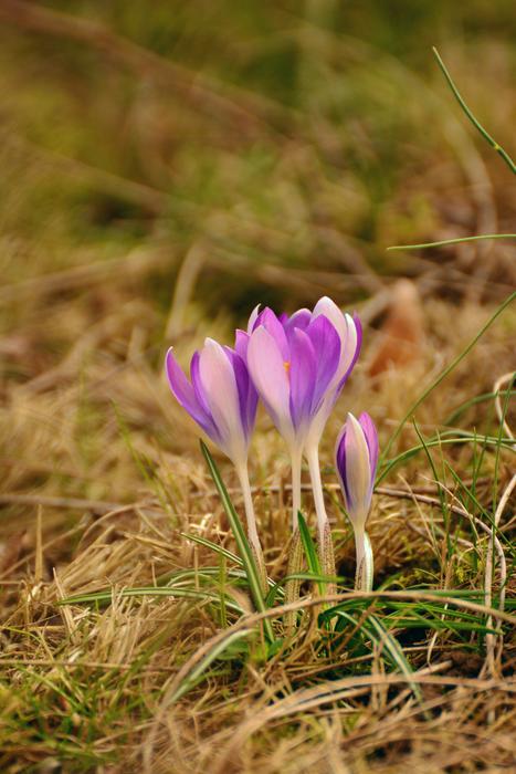 Crocus Spring Flowers Early