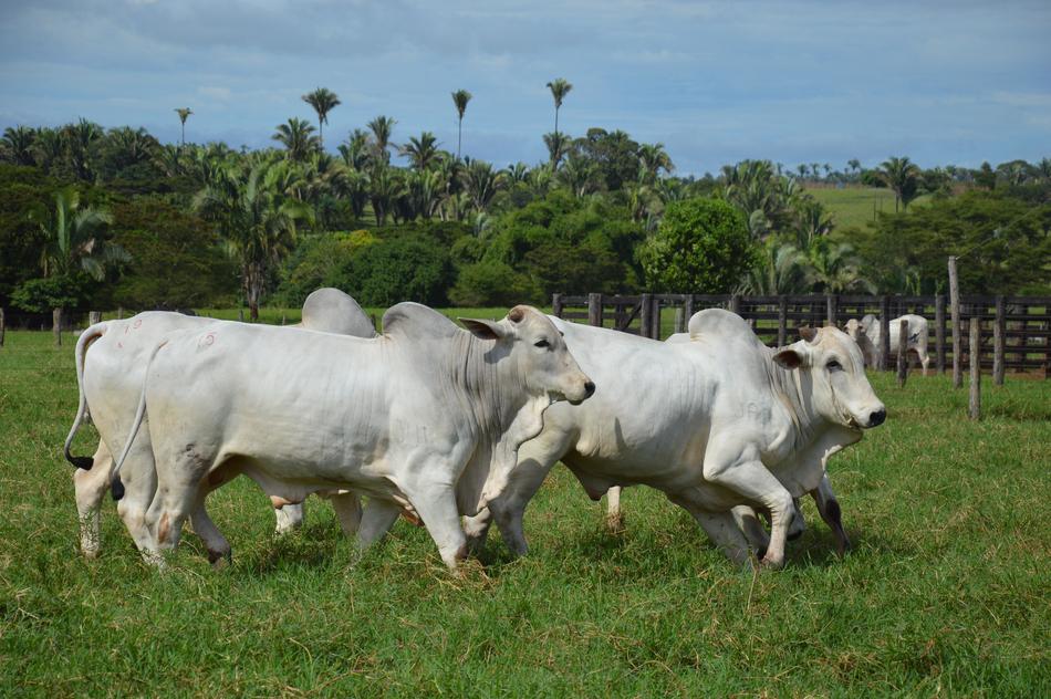 Ox Running Pasture