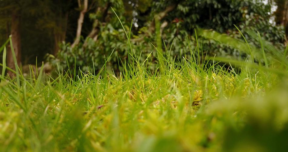 Grass Green Leaves