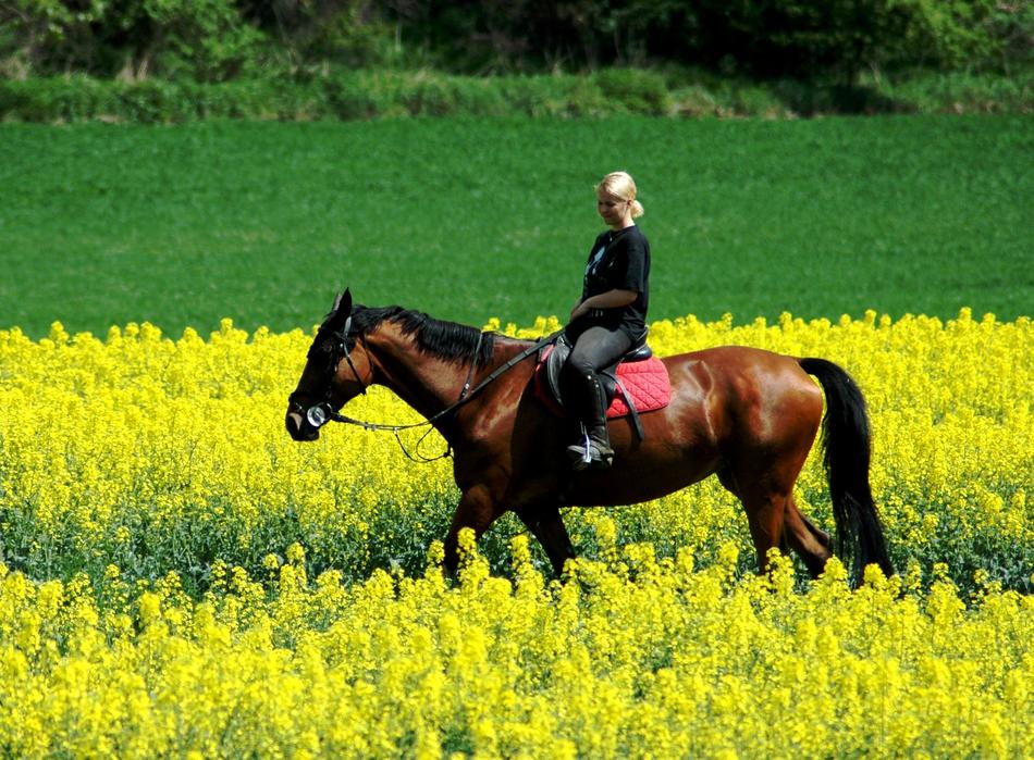 Drive Woman Horse