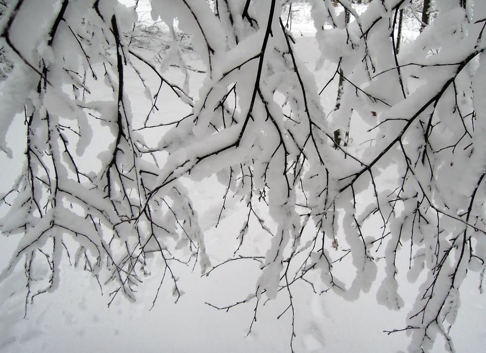 snow covered tree branches
