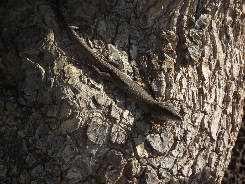 cute lizard on a tree pole