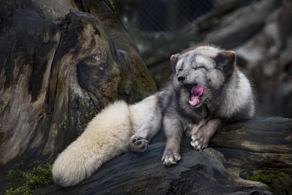 Ice Fox Fuchs Tired