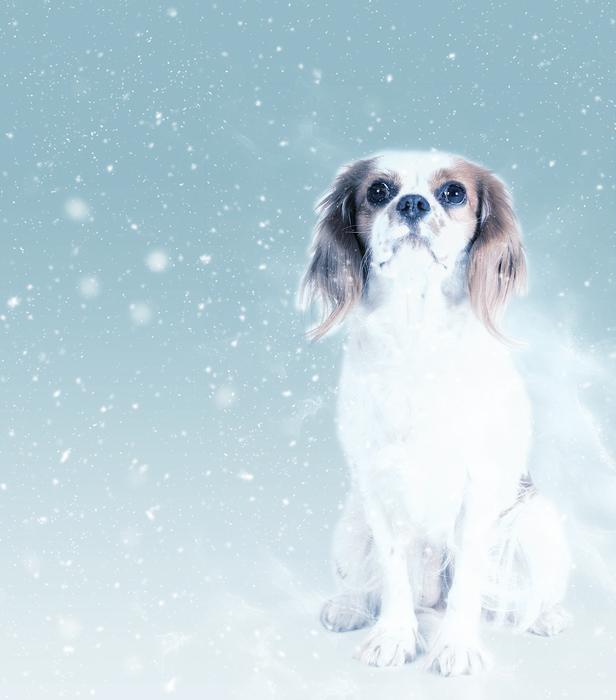 dog king charles snow art drawing