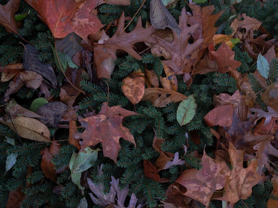 Autumn Leaf Leaves