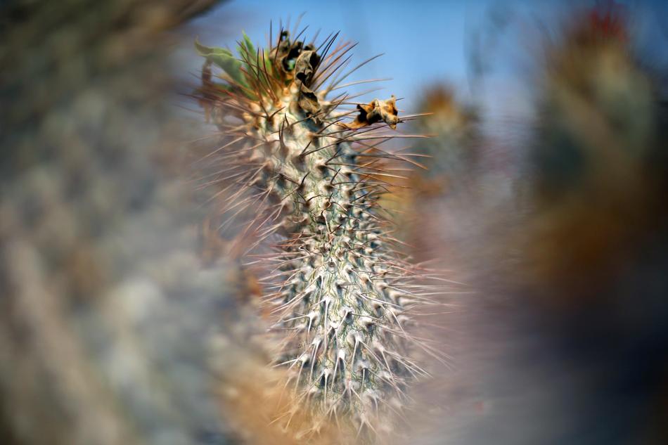 Cacti Desert