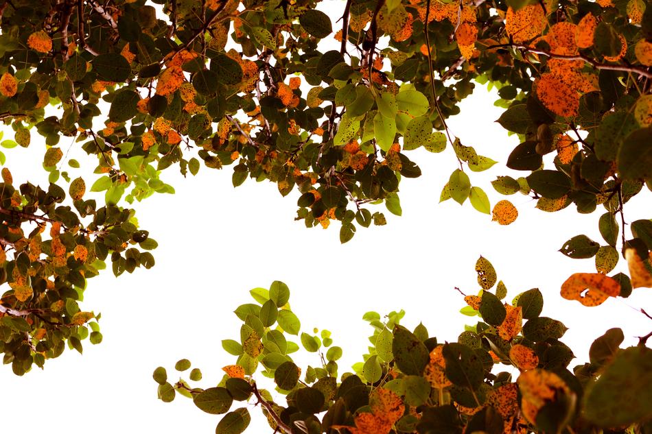 Autumn Leaf Tree