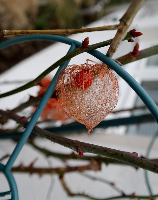 dragon fruit on a wooden branch