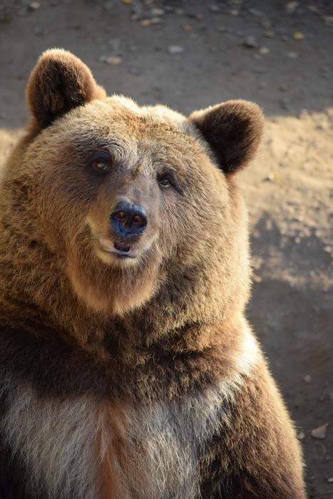 amazing Bear Brown