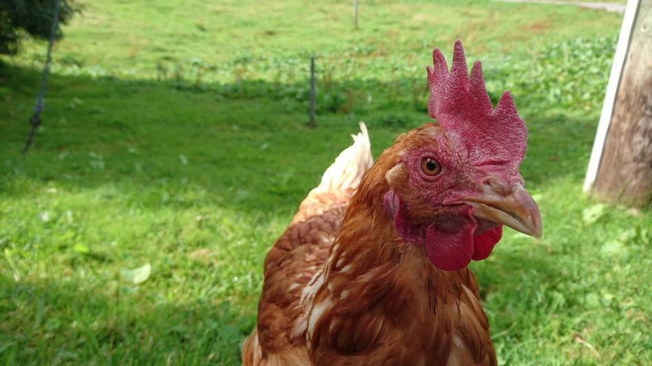 Alpine Meadow Chicken