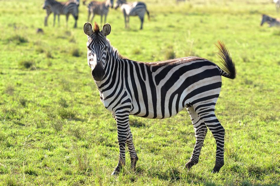Animals Wild Animal Zebra