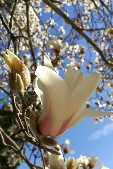 Spring Ten Magnolia Fragrance