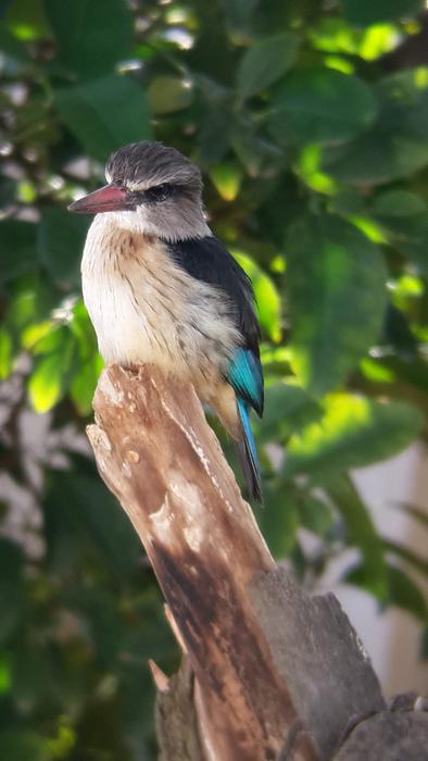 ravishing Kingfisher Bird