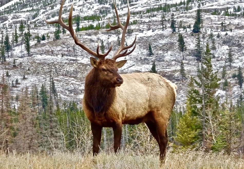 Stag Elk Antler