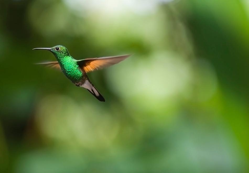 fabulous Hummingbird Bird