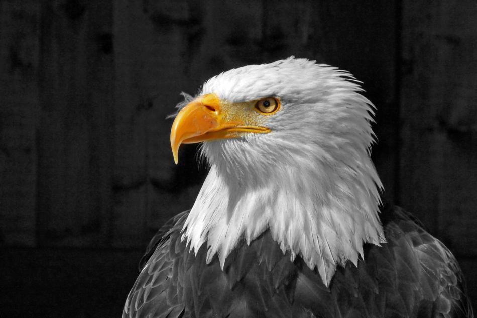 a magnificent eagle with a white head