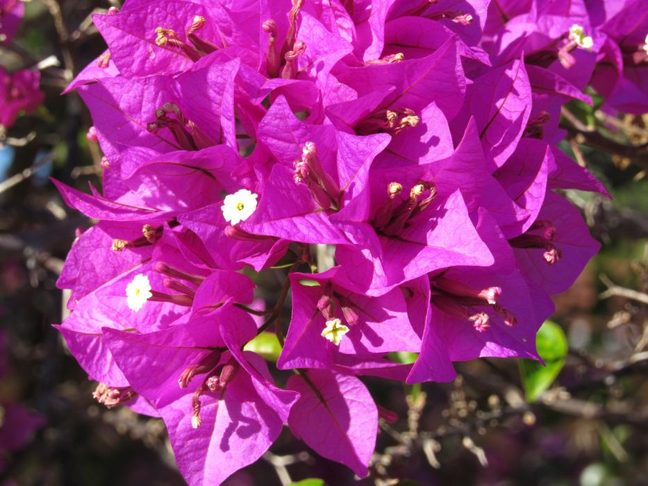 Bougainveilla Purple