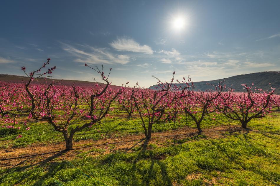 Color Fields Trees Field free image download