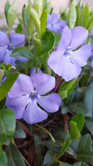 blooming little flowers in a meadow