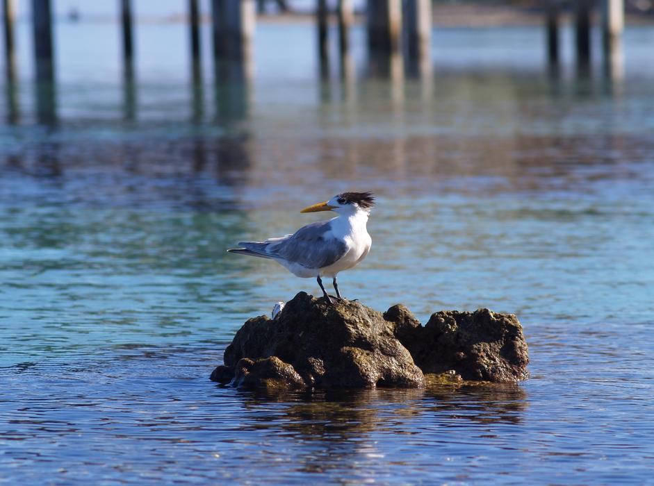 seagull sits on a stone in the sea