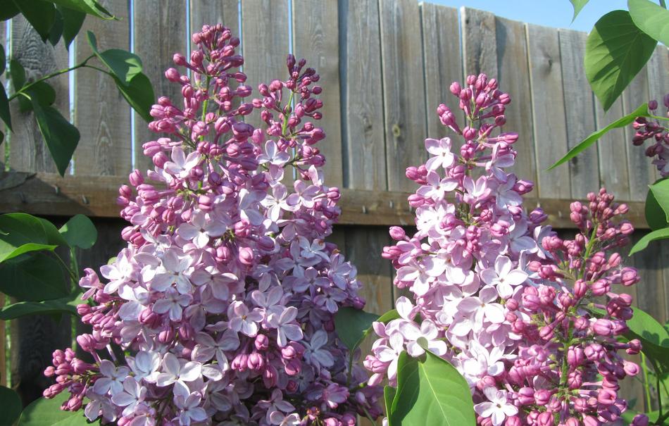 beautiful fragrant flowers on the fence
